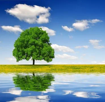 Spring tree on dandelions field Stock Photos