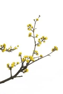 Spring tree detail Stock Photos