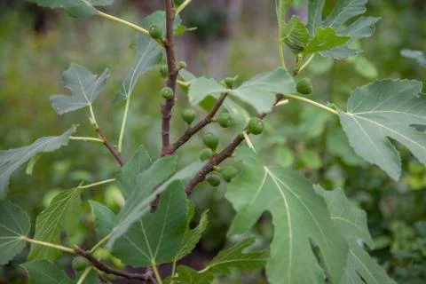 Spring tree with figs Stock Photos