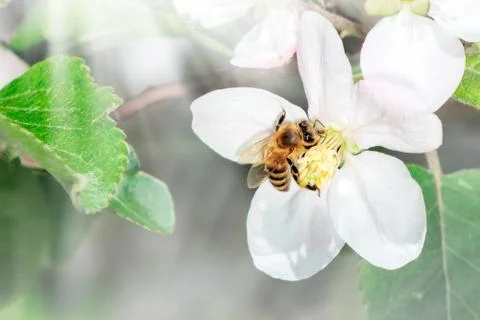 Spring tree flower with bee on suuny day Stock Photos