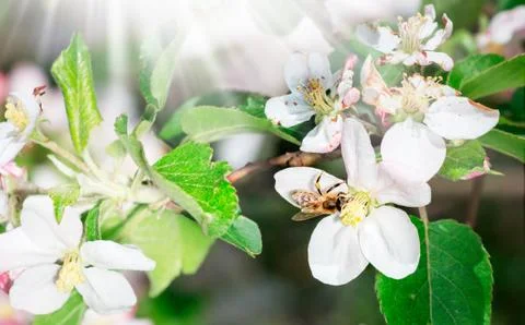 Spring tree flower with bee on suuny day Foto stock