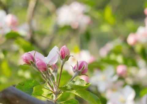 Spring tree flower buds Stock Photos