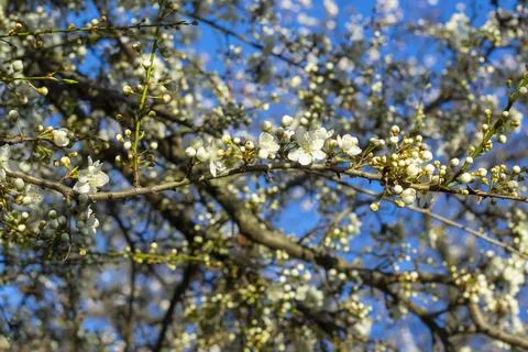 Spring tree flower Stock Photos