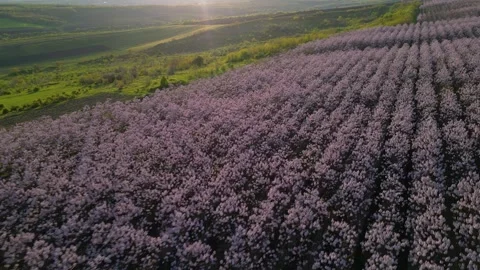 Spring tree flowers aerial drone view Stock Footage 242442186