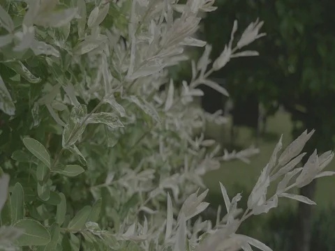 Spring tree with flowers and fresh leaves. Smooth shot as steadicam. Stock Footage 75791571