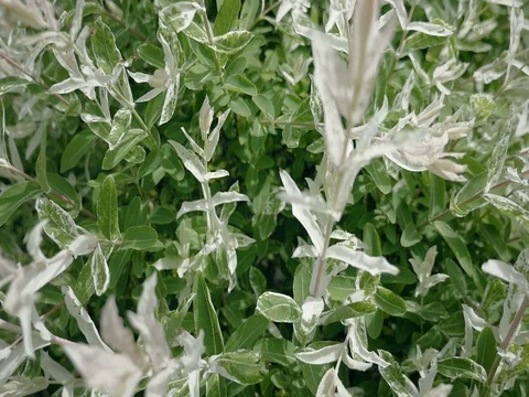 Spring tree with flowers and fresh leaves. Smooth shot as steadicam. Vidéo 75792192