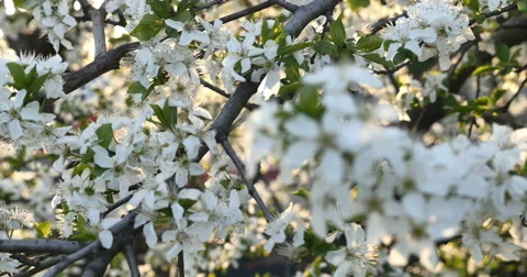 Spring tree flowers blossom 4k Stock Footage
