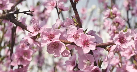 Spring tree flowers blossom 4k Stock Footage 51448279