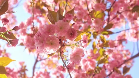 Spring tree flowers blossom Stock Footage 125484099