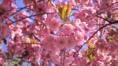 Spring tree flowers blossom Stock Footage 125484645