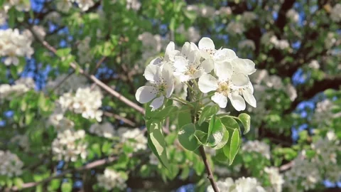 Spring tree flowers blossom Stock Footage 125484709