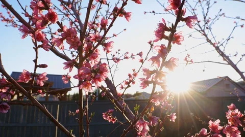 Spring tree flowers blossom Stock Footage 128330339