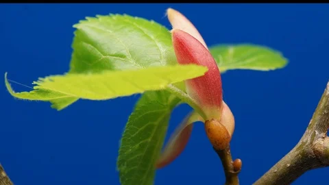 Spring tree flowers blossom timelapse Video stock 89121025
