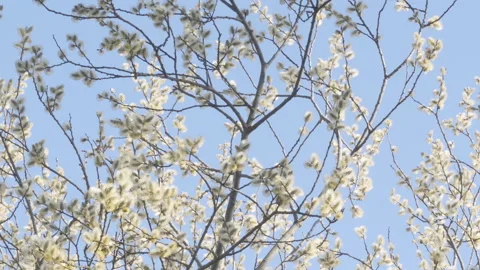 Spring Tree Flowers On Blue Sky Background - Willow Tree - Signs of Spring Stock Footage 174293826