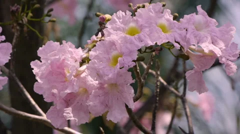 Spring Tree Flowers Close Up Stock Footage 1944836