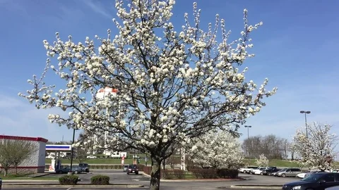 Spring tree flowers Stock Footage