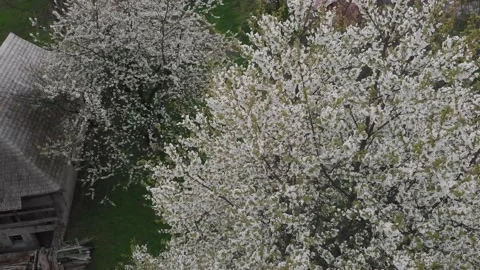 Spring Tree Flowers Stock Footage 190581294