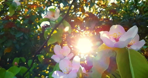 Spring tree with flowers on green background Stock Footage 254782495