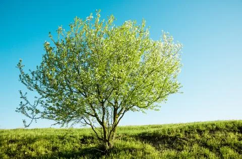 Spring tree with flowers landscape Stock Photos