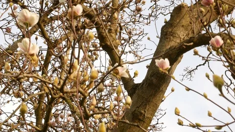 Spring, a tree with flowers. Orbital bottom up view, with sky in background Stock Footage 104048119