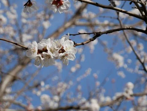 Spring tree flowers Stock Photos