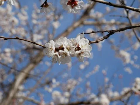 Spring tree flowers Stock Photos
