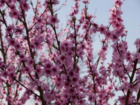 Spring tree flowers Stock Photos