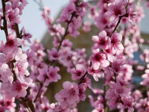 Spring tree flowers Stock Photos