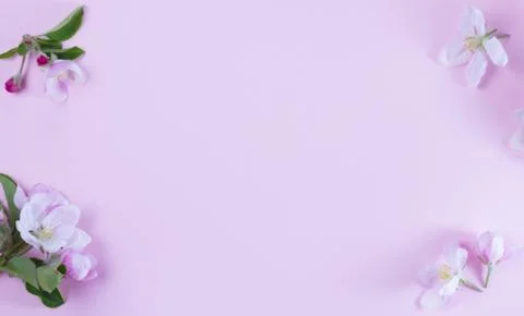 Spring tree flowers Stock Photos