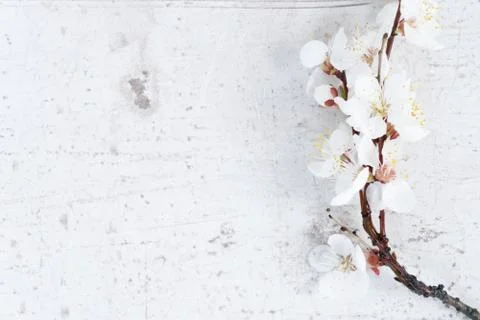 Spring tree flowers Stock Photos