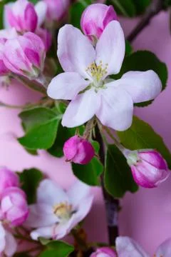 Spring tree flowers Stock Photos