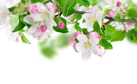 Spring tree flowers Stock Photos