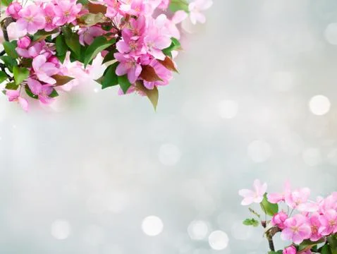 Spring tree flowers Stock Photos