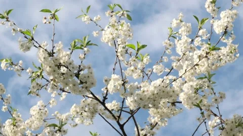 Spring tree flowers. Summer time. Outdoor Video stock 131778220