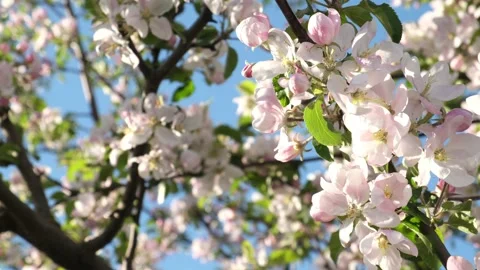 Spring tree flowers.Beautiful flowers background Video stock 131778146