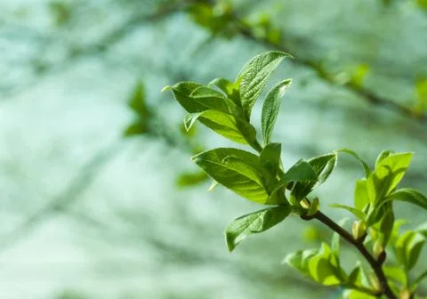 Spring tree foliage Stock Photos