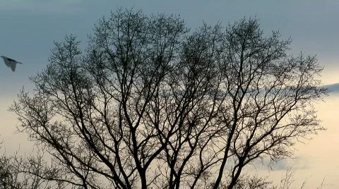 Spring tree. Stock Footage 710873