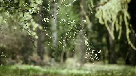 Spring tree Stock Footage 744905