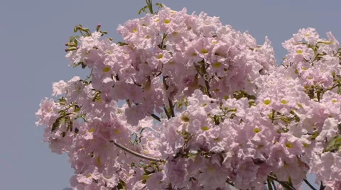 Spring Tree Stock Footage 1874959