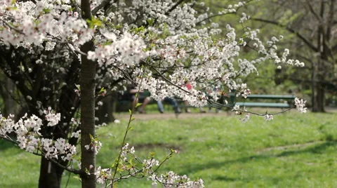 Spring tree Vídeos de archivo 2482238