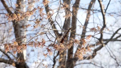 Spring tree Stock Footage 181018912