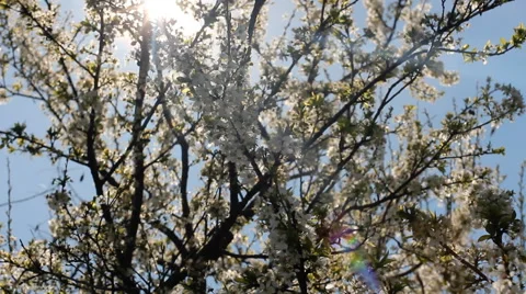 Spring Tree Footage Stock Footage 53805157