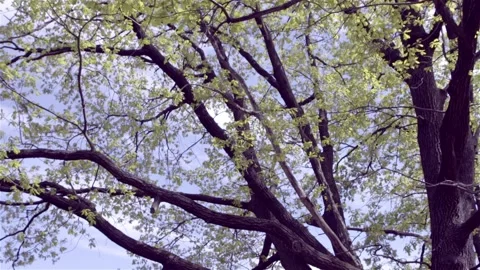 Spring tree with fresh greel leaves on blue sky background Stock Footage 248373860