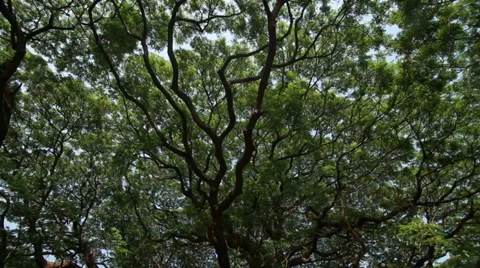 Spring tree with fresh green leaves on blown meadow Stock Footage 37112921
