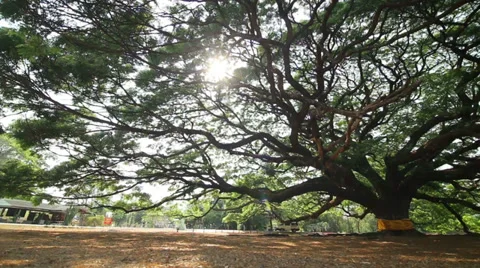 Spring tree with fresh green leaves Stock Footage 38808146