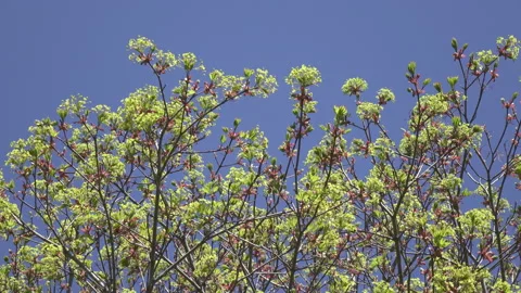 Spring. a tree with green leaves and white flowers against a blue sky Video stock 137928974