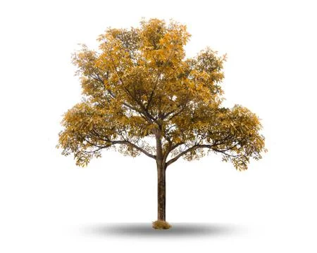 Spring tree Isolated trees on white background Two early Stock Photos