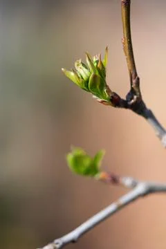 Spring Tree Leaf Buds Stock Photos