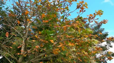 Spring-tree loosing leaves and changing colors Stock Footage 10765515