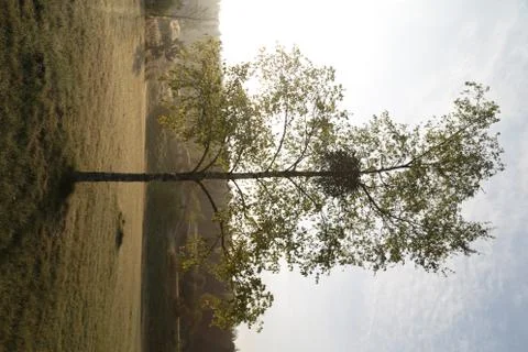 SPRING TREE WITH MISTLETOE Stock-Fotos